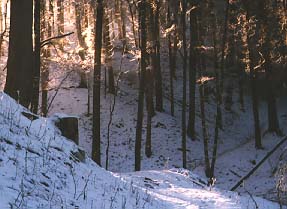 Winterstimmung am Walder Höhenweg! 